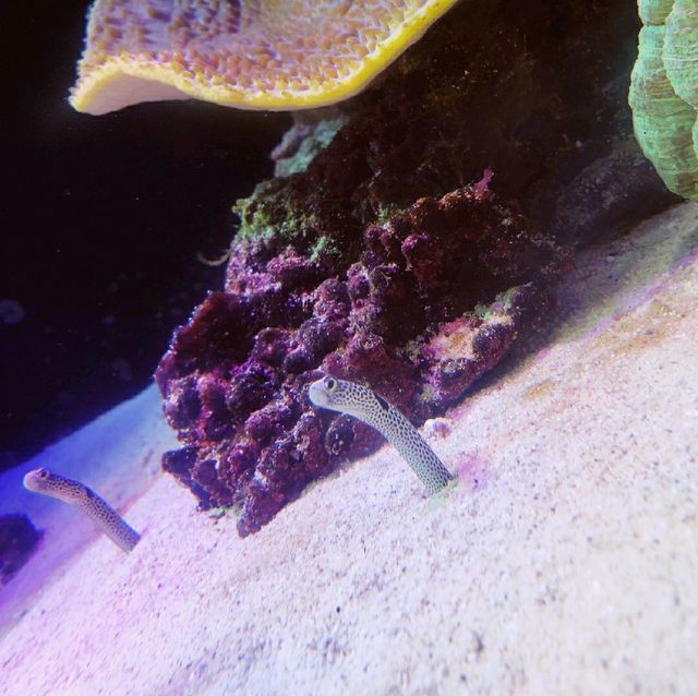 【沼津】沼津港深海魚水族館