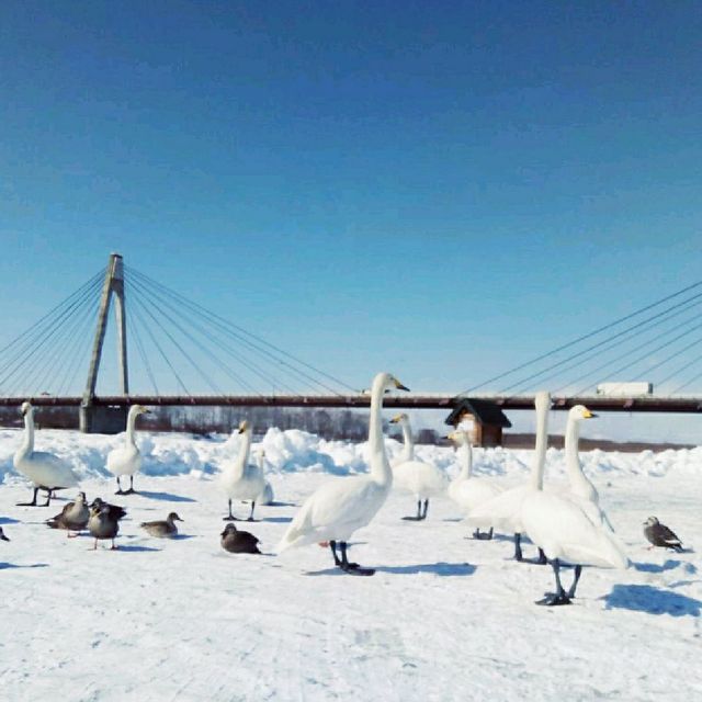 【北海道】十勝中央大橋（白鳥大橋）