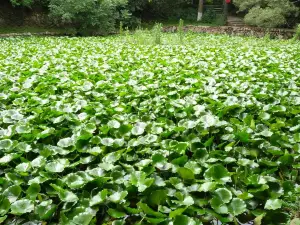 Quangang Botanical Garden
