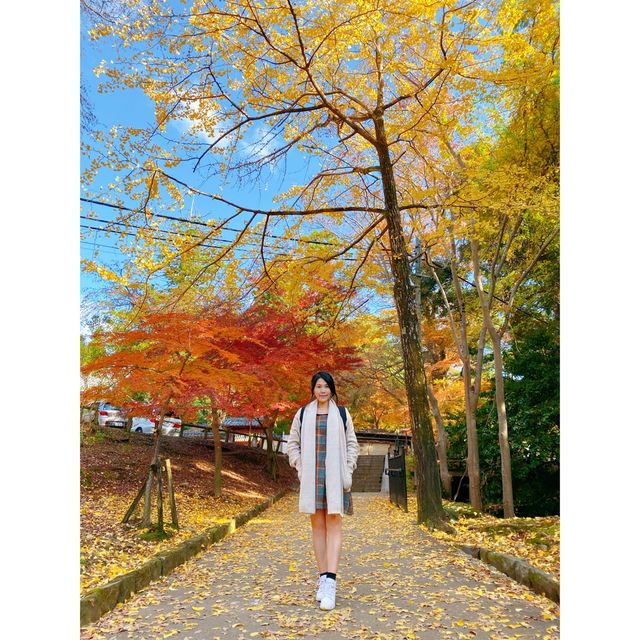 「日本奈良公園」小鹿+紅葉 | 秋天首选打卡圣地