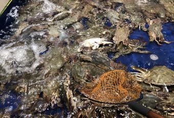 高佳莊·舟山海鮮（海景旗艦店）用戶圖片