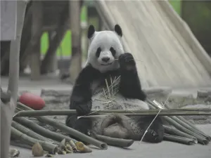 Yabuli Panda House