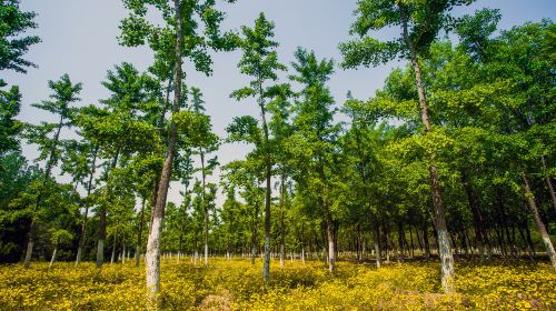 Xinchengbinhe Forest Park