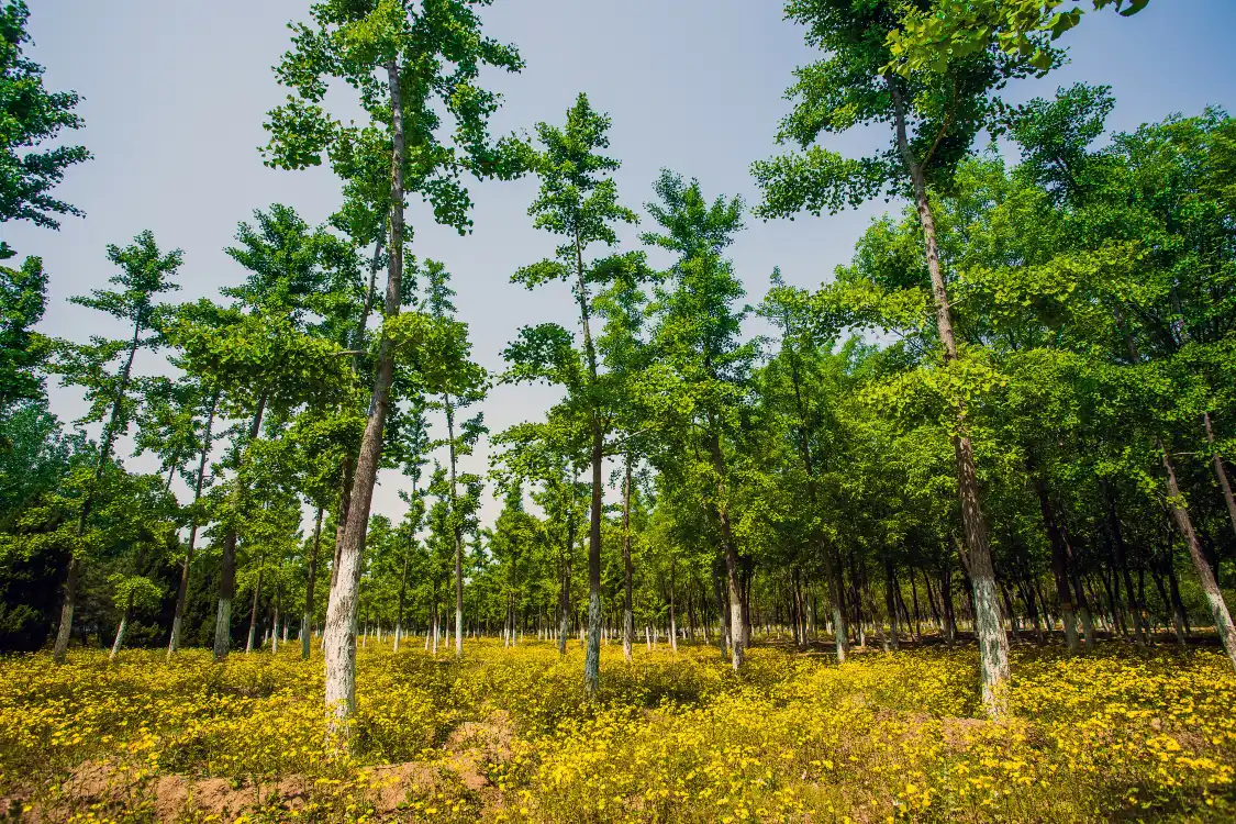 Hotels near Xinchengbinhe Forest Park