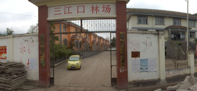 Sanjiangkou State-Owned Forest Farm, Zhaotong City, Yunnan Province