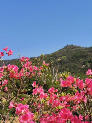 山東蟠龍山國家森林公園樂木園景點