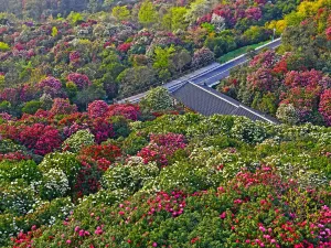 百里杜鵑風景區