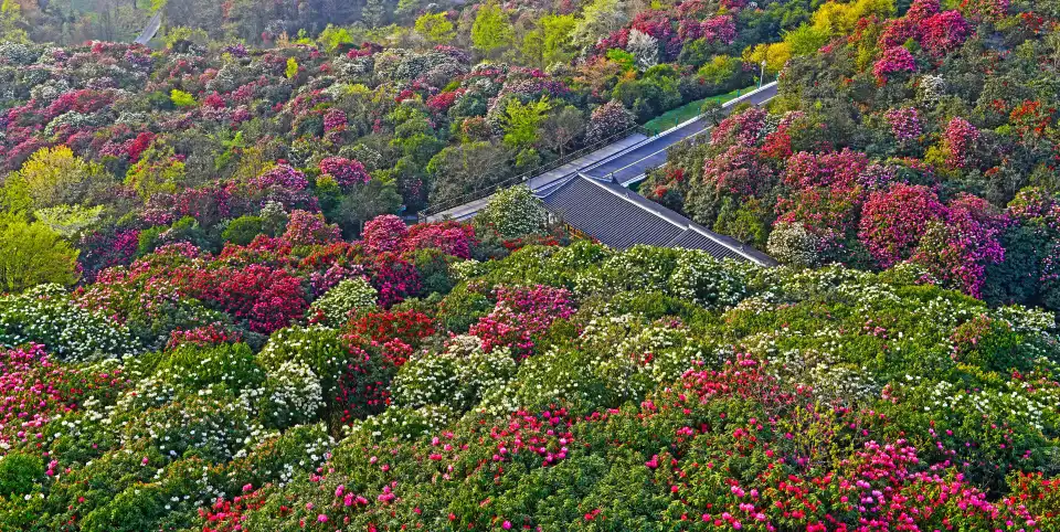 5_Hundreds of Miles of Azaleas