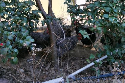 泽居小筑民宿(韶山故居景区店)·独门小院餐厅