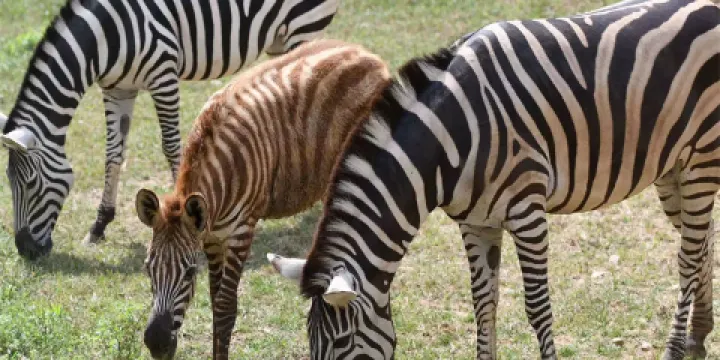青島森林野生動物世界