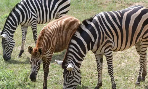 Qingdao Forest Wildlife World