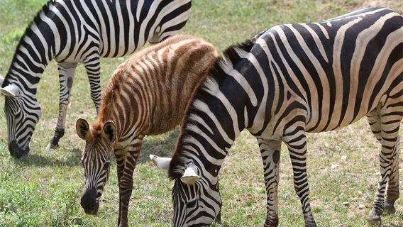 Qingdao Forest Wildlife World