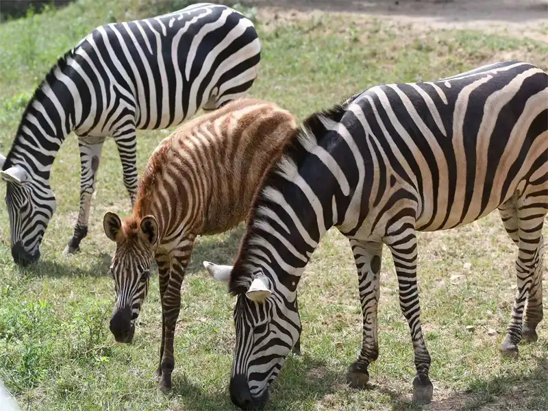 3_Qingdao Forest Wildlife World