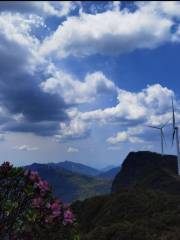 趙雲山杜鵑花海