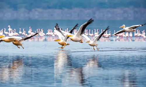 Lake Naivasha