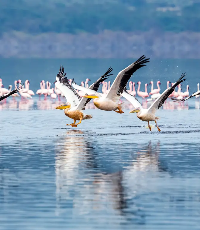 Naivasha
