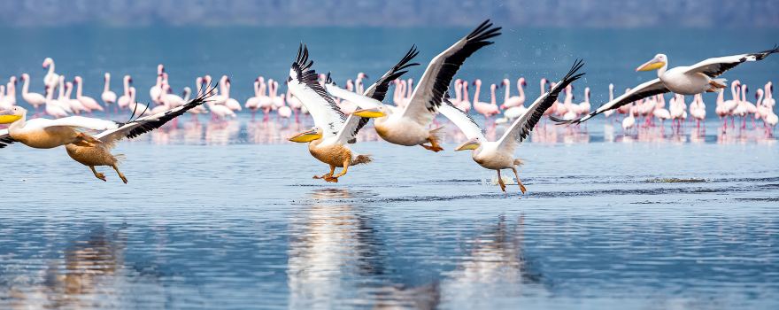 Lake Naivasha