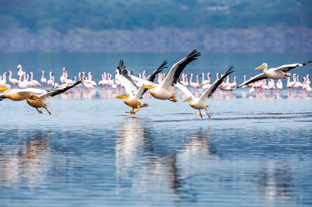 Lake Naivasha
