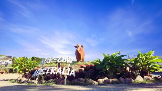 KUR-Cow Barnwell Farm