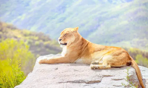 Badaling Safari Park