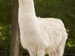 Northumberland Zoo