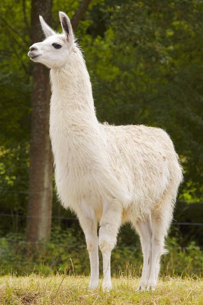 Northumberland Zoo