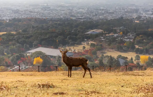 Admire Maple Leaves in Nara