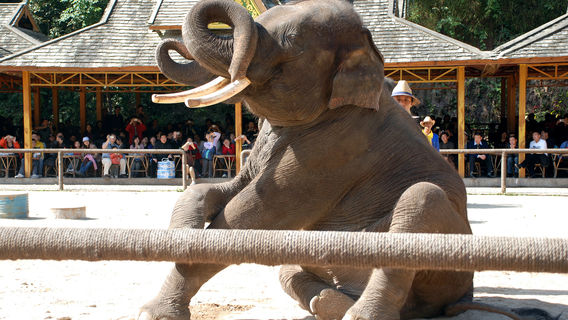 Elephant Interactions in Xishuangbanna