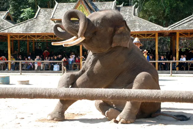 Elephant Interactions in Xishuangbanna