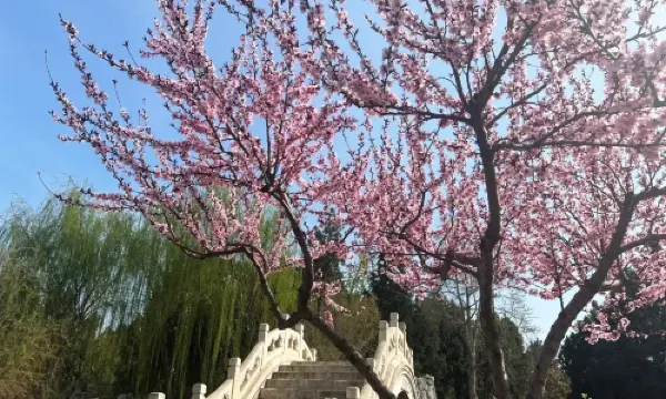 Ancient Lotus Flower Pond