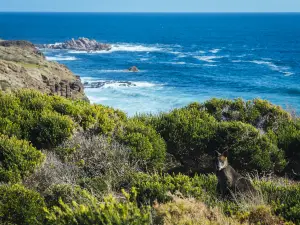 Phillip Island