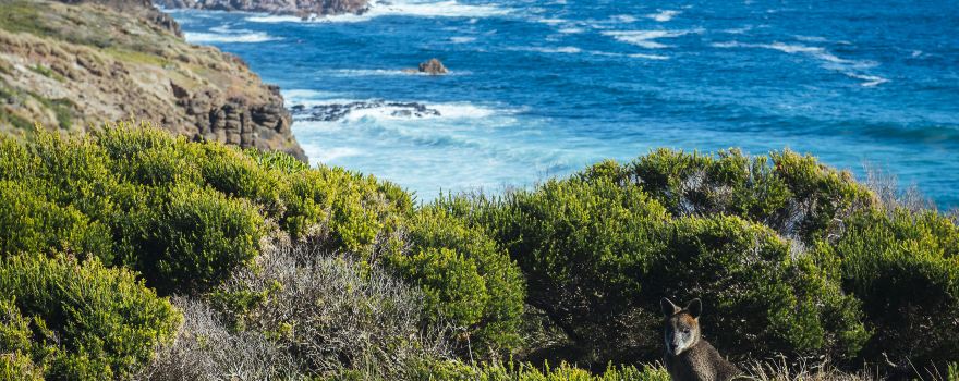 Phillip Island