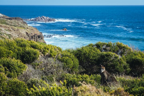Phillip Island