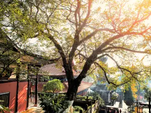 Popular Fall Viewing Attractions in Suining