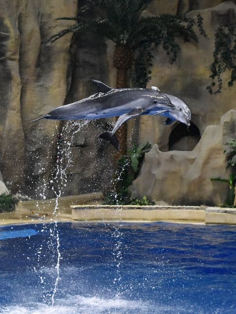 北京海洋館門票+北京動物園門票成人票