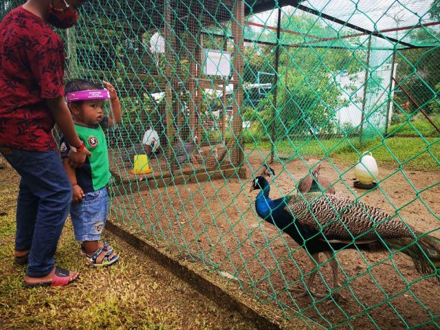 PD Ostrich Show Farm
