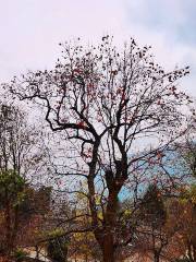 Zhaohuaniutou Mountain