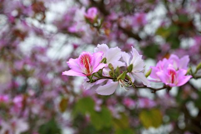 香港賞花21 全年賞花時間表12大品種開花時間 地點一覽遊記攻略 Trip Com遊玩攻略