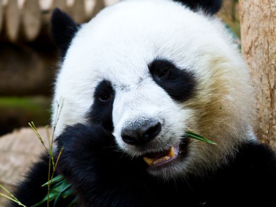 欒川竹海野生動物園