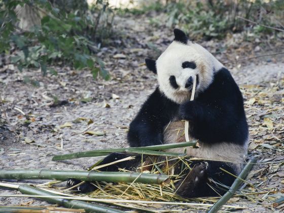 Bifengxia Panda Reserve