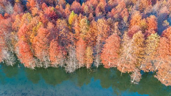 Bald Cypress Wetland Park