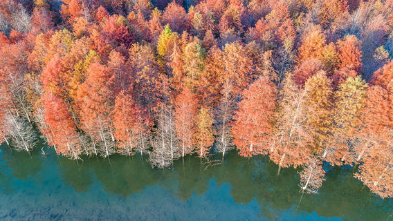 Bald Cypress Wetland Park