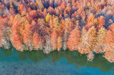 Bald Cypress Wetland Park