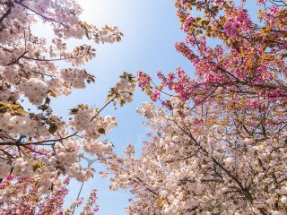 阿里山青年活動中心交通