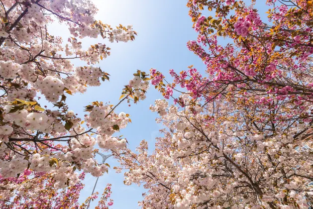 Отзывы об отеле Anshin Oyado Ogikubo near Shinjuku
