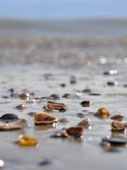 紅樹林漁家趕海