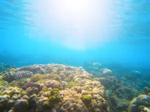 美人魚島潛水