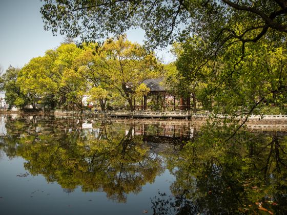 Mid-Level Lotus Garden