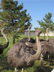 東勝動植物園