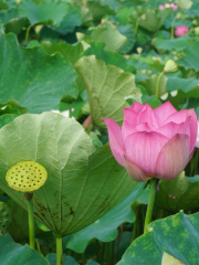 Blue Chip Agriculture Lotus Grand View Garden